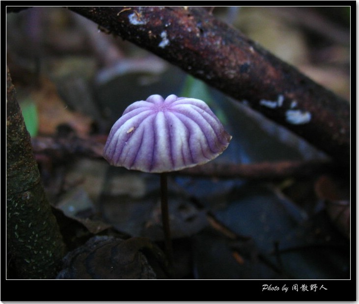 两种小伞菌-紫沟条小皮伞,小假鬼伞 -闲散野人 -搜房