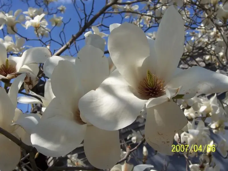 ����鿴��һ��: ��Ƭ 085