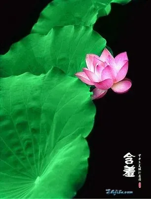 点击查看下一张: 出水荷花，姐妹双双。