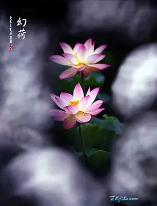 ����鿴��һ��: ��ˮ�ɻ����������Ҷ