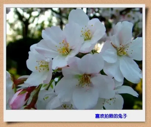 ����鿴��һ��: q2