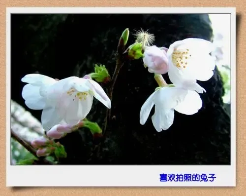����鿴��һ��: q5