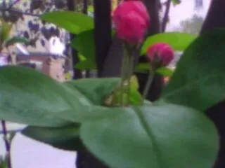����鿴��һ��: 