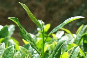 ����鿴��һ��: 12070630956333340