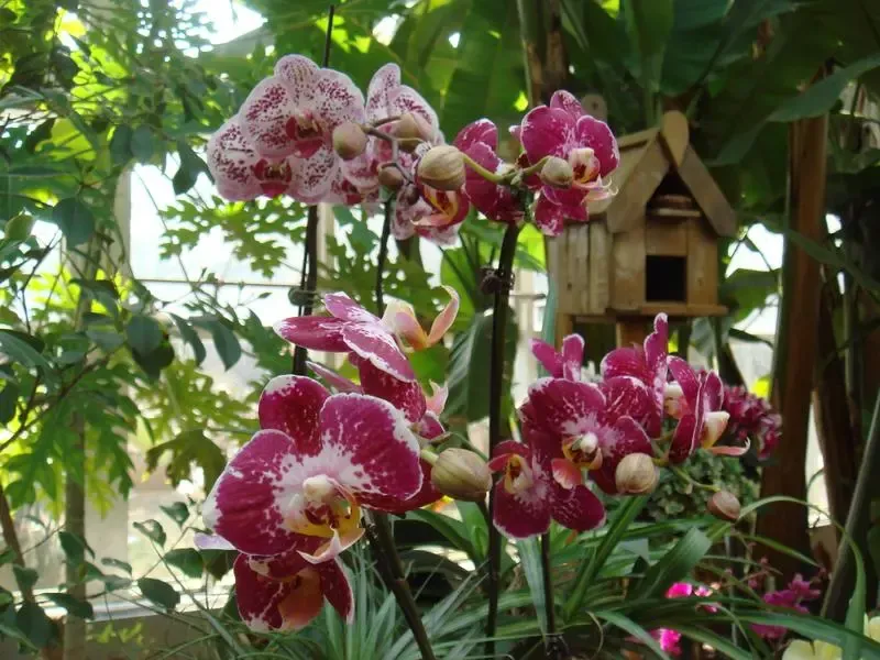 高雅的兰花