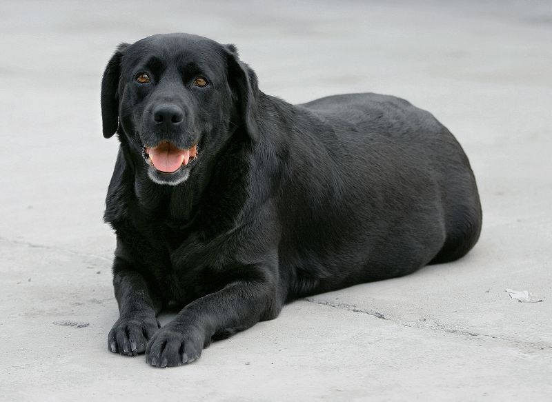 拉布拉多犬图片