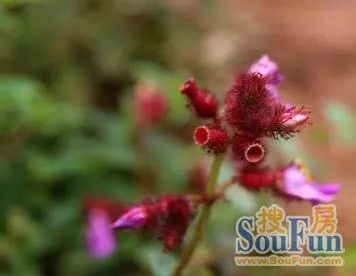 山上美丽花朵 1346739915326_000.jpg