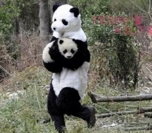 哈哈哈,这个图好搞笑,和大家分享一下,养熊猫真不容易,还要自己假扮
