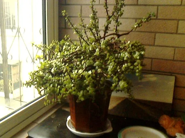 马齿苋树