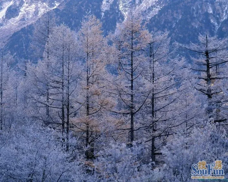 东北大雪图片