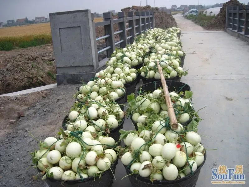 团购：2013南汇玉姑甜瓜 采摘农家乐