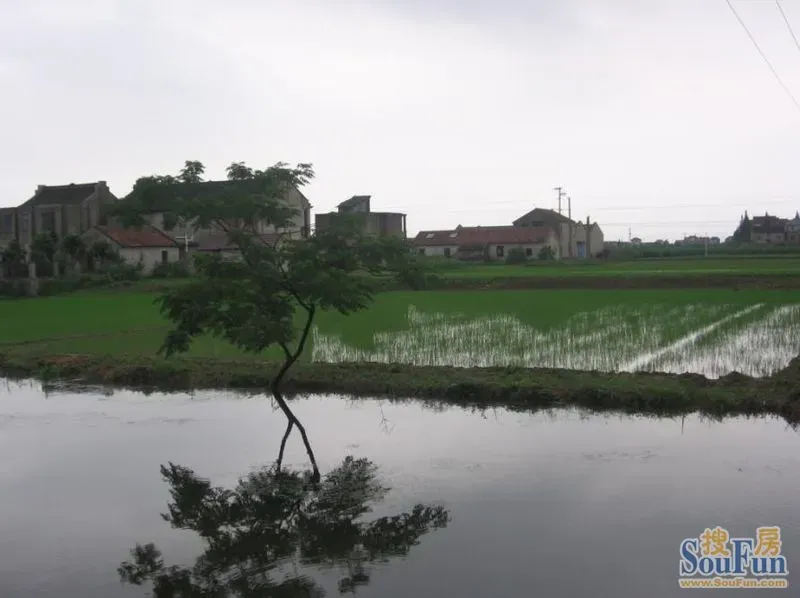 团购：2013南汇玉姑甜瓜 采摘农家乐