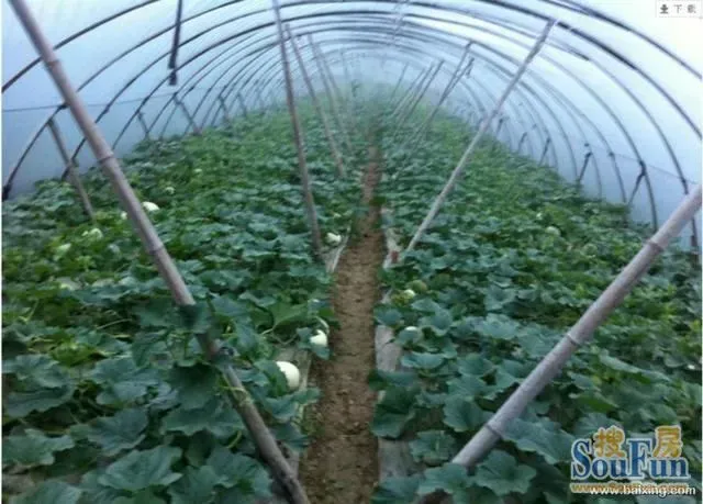 团购：2013南汇玉姑甜瓜 采摘农家乐