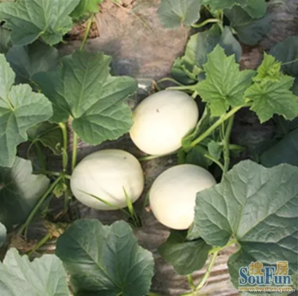 团购：2013南汇玉姑甜瓜 采摘农家乐