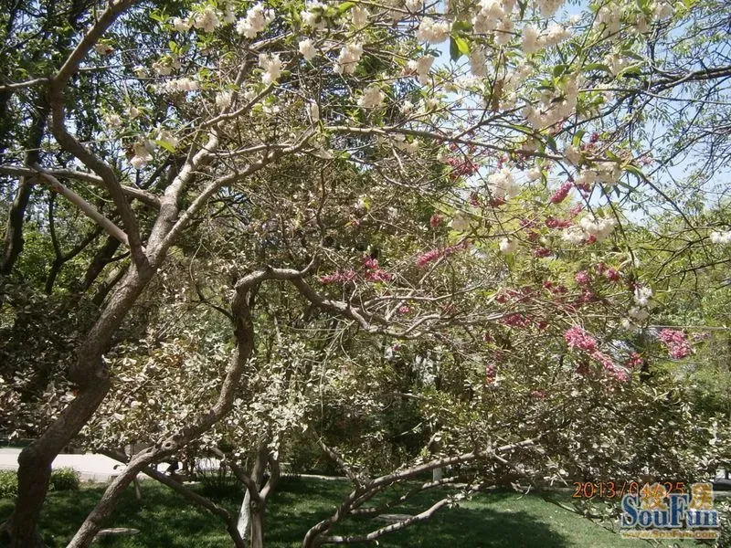 阴阳桃花树