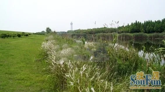下沙真得很美 沿江生态湿地之江东路