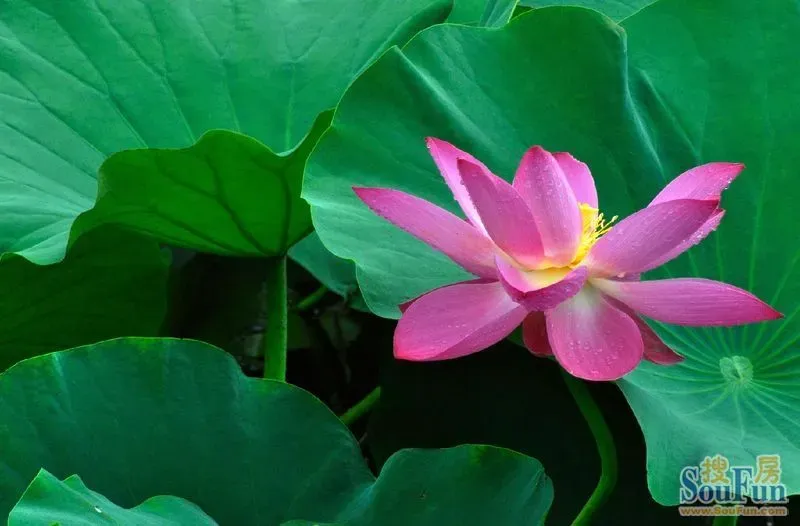 我爱莲花简谱_莲花头像