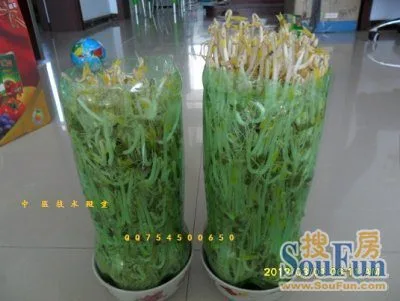 又白又胖根又少的豆芽,也许根本不能吃--看了之后决定