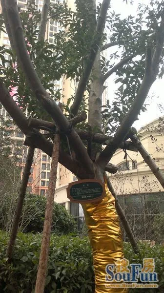 收房后一周再来看看佳兆业及周边 收房后一周再来看看佳兆业及周边