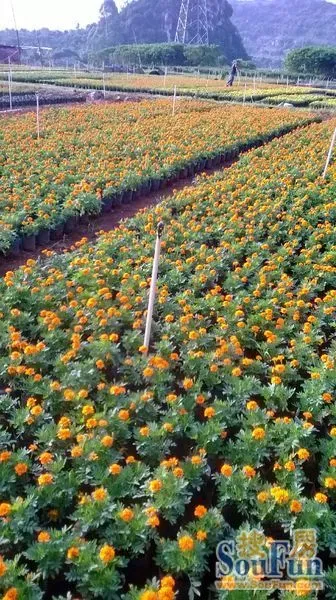 花卉种植基地直销 1403649912864_000.jpg