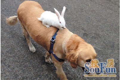 昨日中午,记者在金州东升街市场看到,兔子趴在金毛狗的背上,俨然一