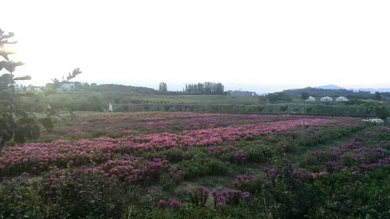 日照花仙子风景区四季如春