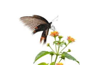 诗歌·梦里蝴蝶