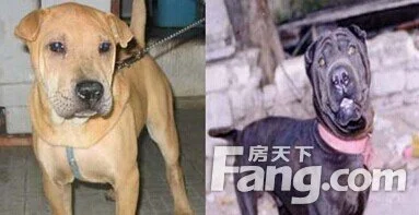 广东潮州犬,产于广东潮州地区,现有五个品种,著名为大头犬