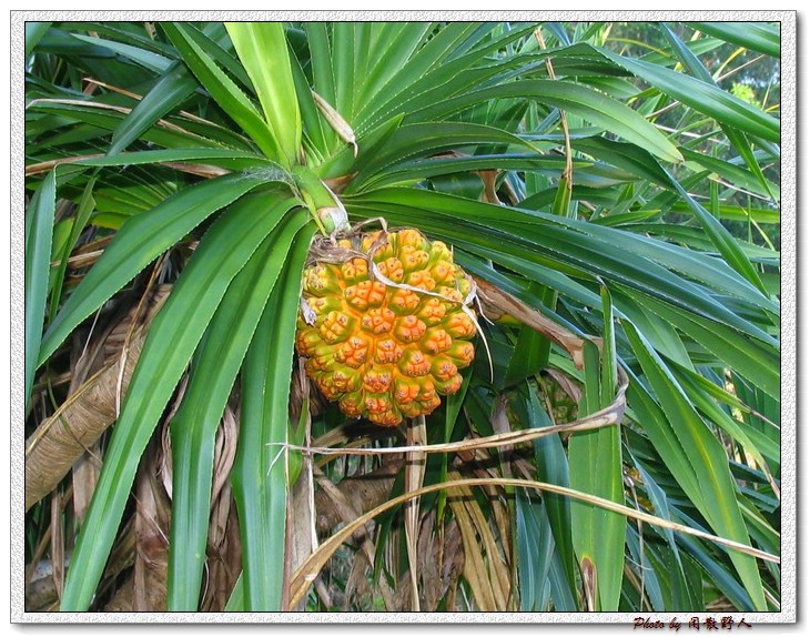 闲散野人的相册; 收藏分享主题: 海边常见植物--露兜树(pandanus odor