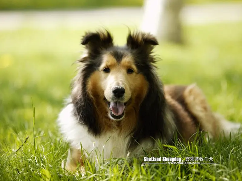 名犬欣赏-牧羊犬