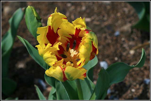 游上海鲜花港_上海鲜花港_鲜花