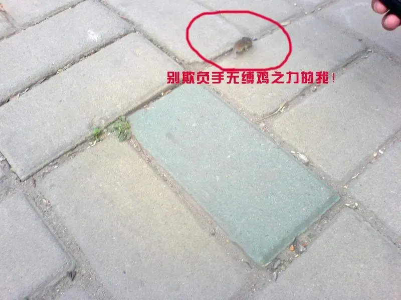 ����鿴��һ��: xg1