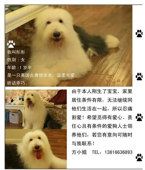 [[[多乐士广告里的狗狗]]],想领养吗?