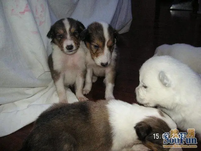 为什么有人喜欢养狗 1238949147004_000.jpg