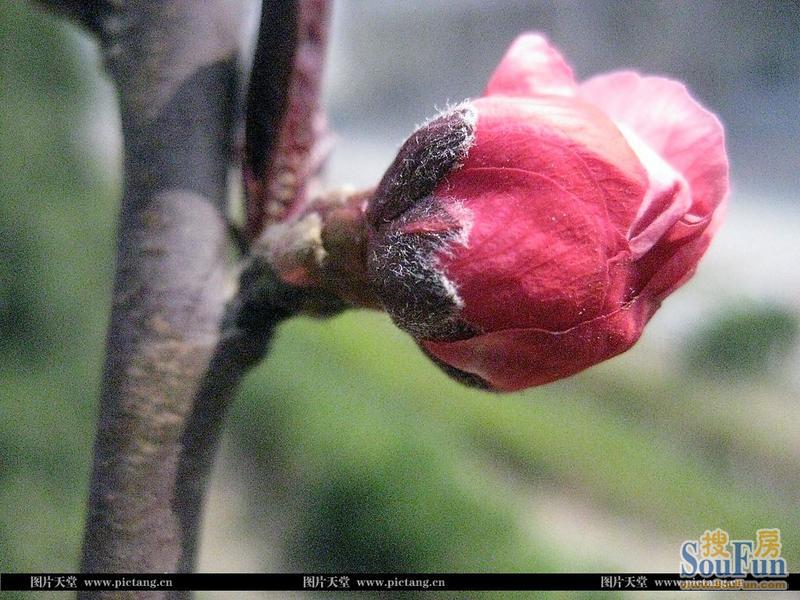 七花