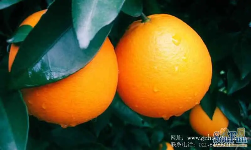 脐橙特写