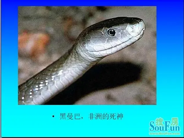 1264310447198_000.jpg