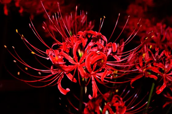 地狱之花——彼岸花开开彼岸。花不见。叶不见。-海璟蓝寓业主 ...