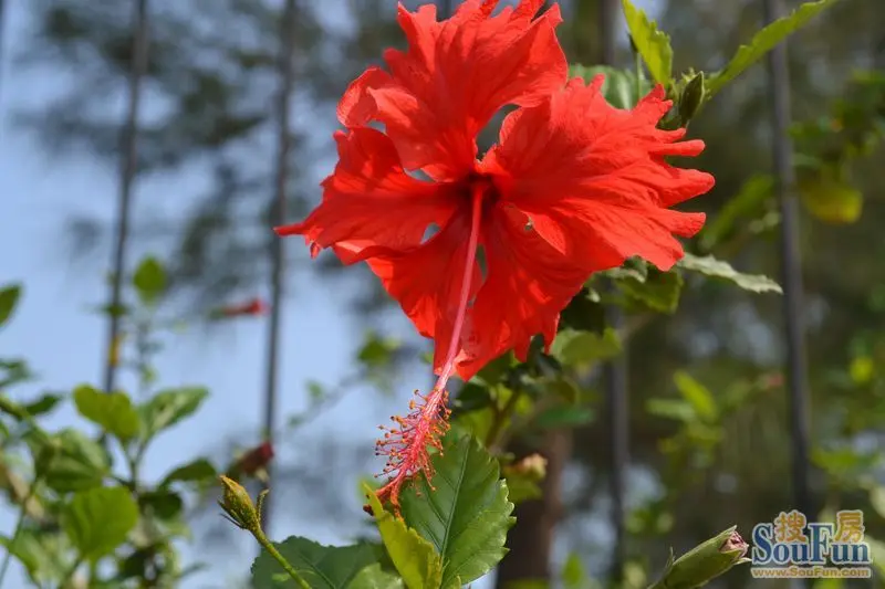 广东常见的一种花朵 大红花是也 花蕊是甜的 我小时候曾尝过花蜜的