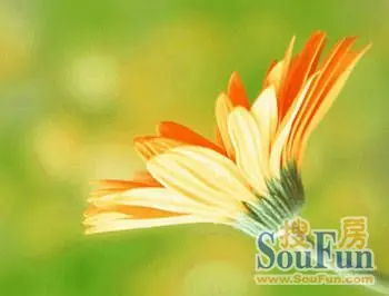 节间有气根,叶片会图片