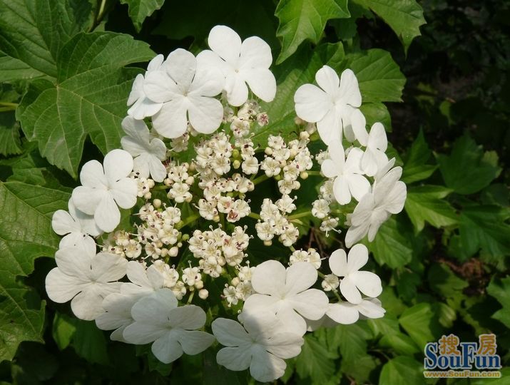 玉树琼花,天下无双—琼花之美