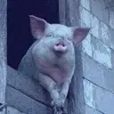 &nbsp; 收起回复 &nbsp;举报 我要发表评论 正在载入用户签名信息