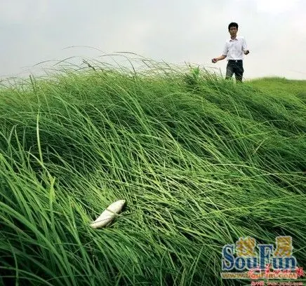 最大的淡水螃蟹图片图片展示_最大的淡水螃蟹图片 ...