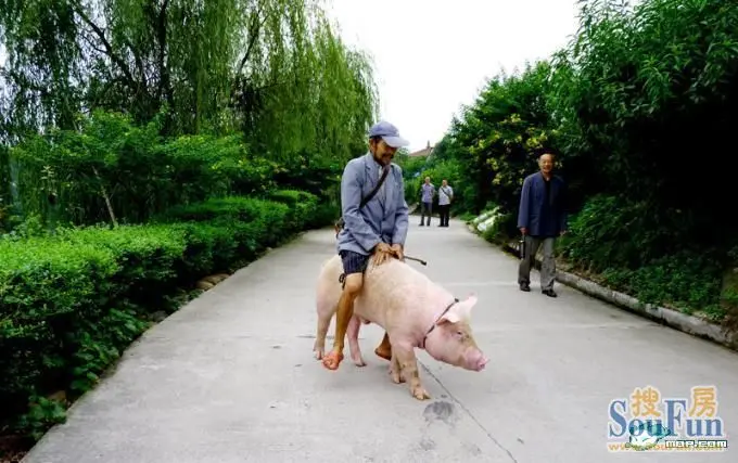 骑猪上街的, 也算是低碳吧