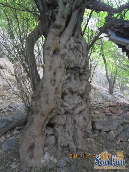 图为穿石破岩生长的青檀树.