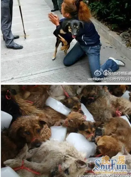 哈尔滨全城大杀狗,向各界爱狗人士求救