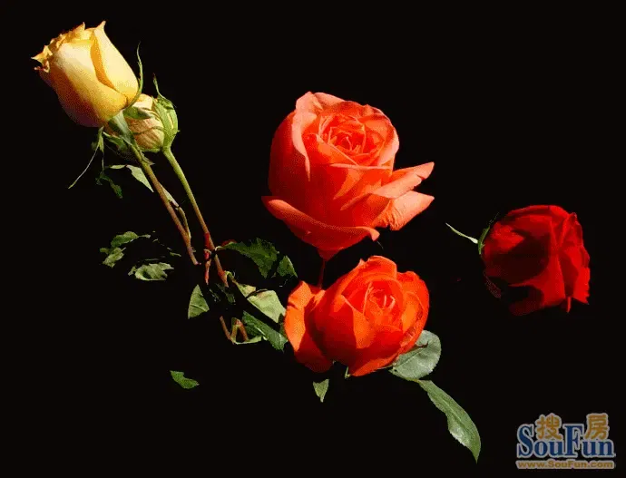 主题:祝五一劳动节快乐