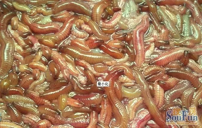 重口味的禾虫你吃过厶？?说美味营养！胆小者慎入啊！