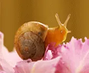 蜗牛1002