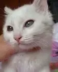 tangyouqun7
